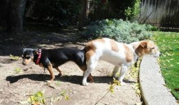 狗配种在线观看,揭秘动物繁育的奇妙瞬间